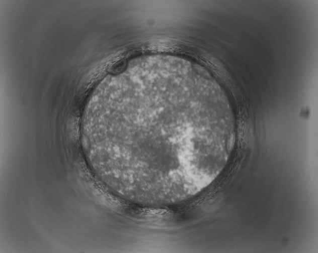 X0000115580401200912081031