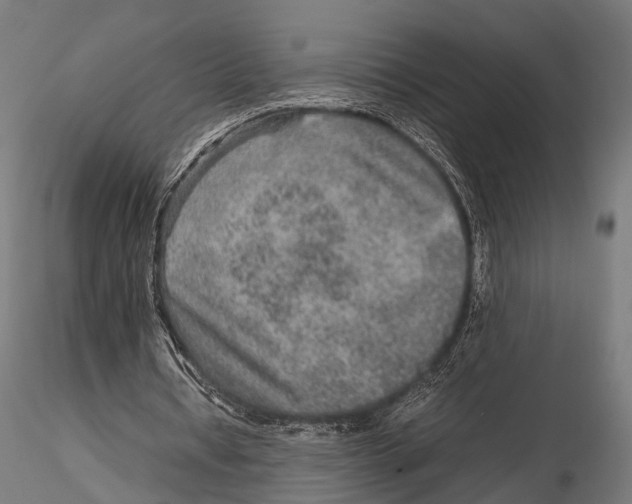 X0000115580434200912081029