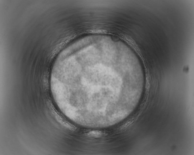 X0000115580441200912081029