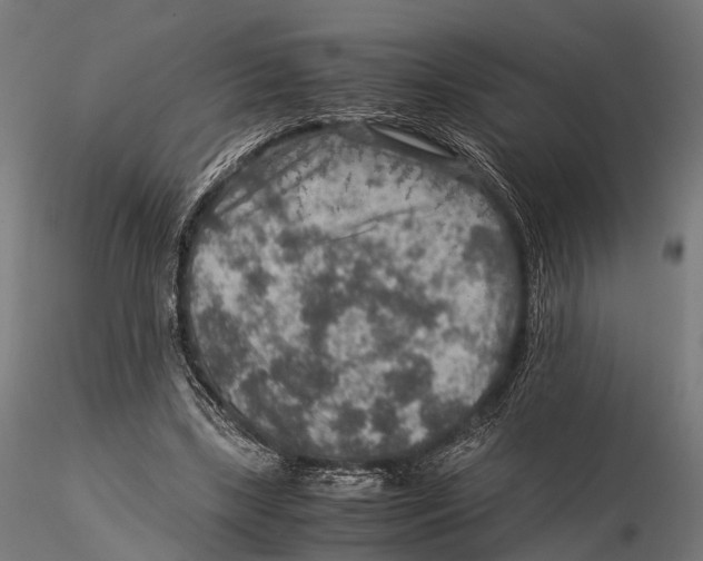 X0000115580443200912081029