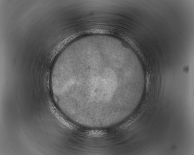 X0000115580445200912081029