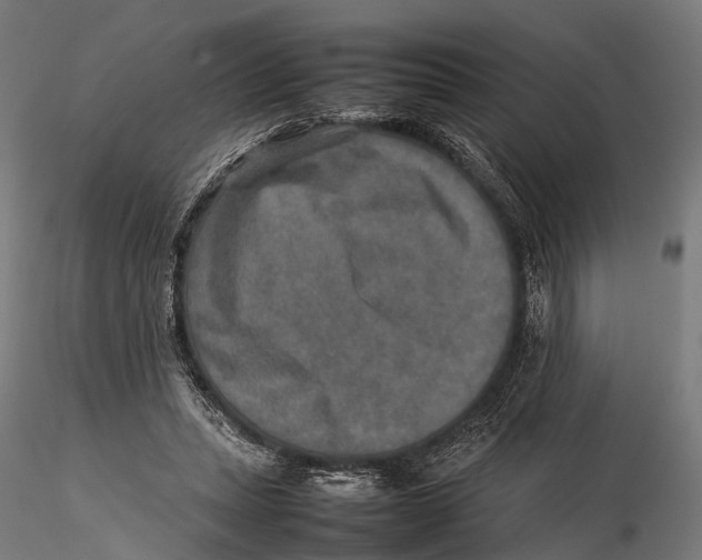 X0000115580447200912081029