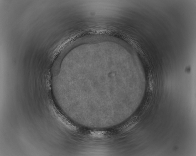 X0000115580450200912081029