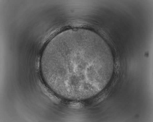 X0000115580454200912081030