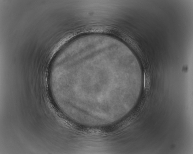 X0000115580483200912081029