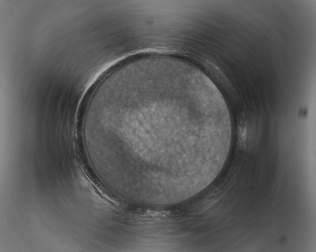 X0000115580484200912081029