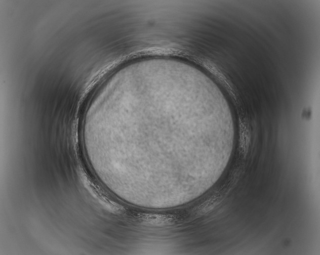 X0000115580486200912081029