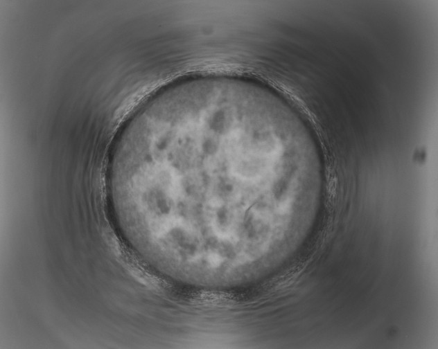 X0000115580487200912081029