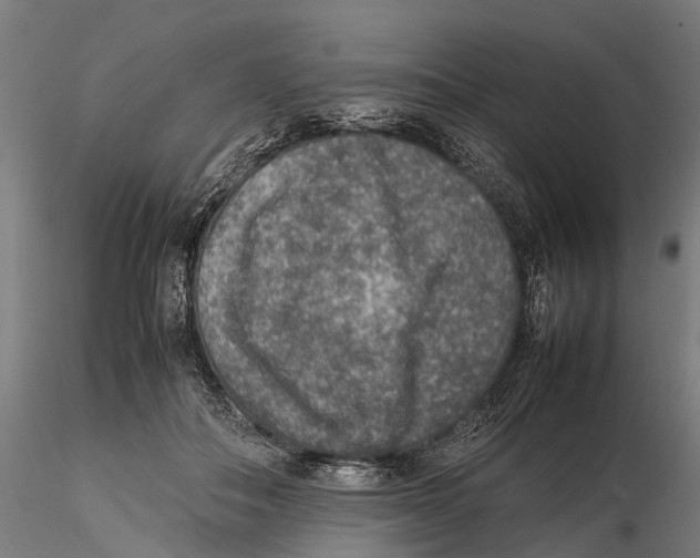 X0000115580506200912081029