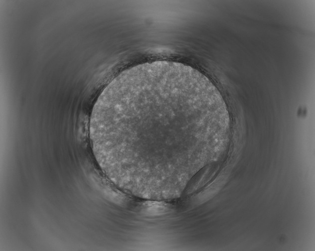 X0000115580528200912081029