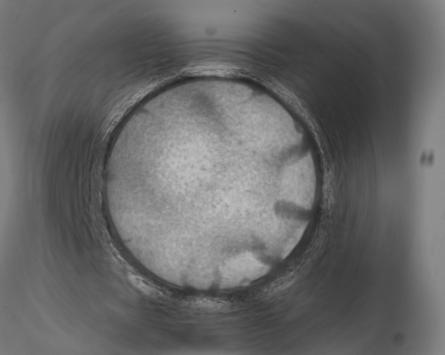 X0000115580529200912081028