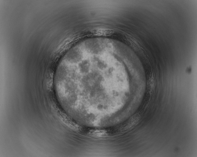 X0000115580554200912081028