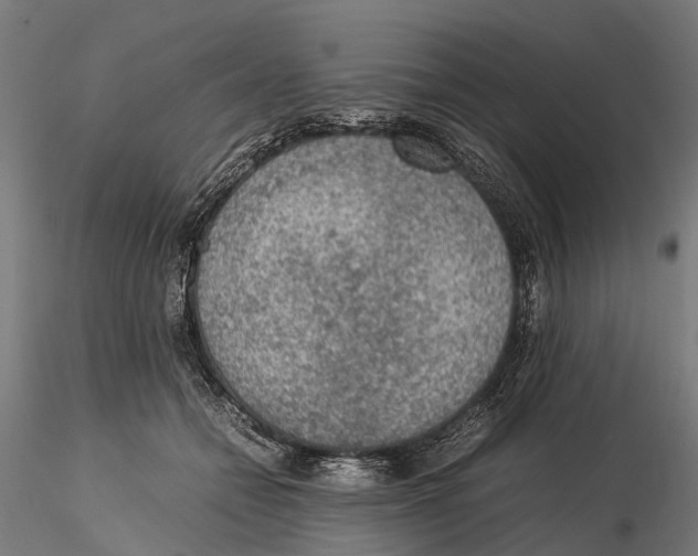 X0000115580558200912081028