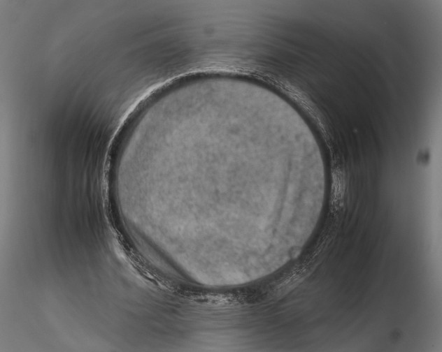 X0000115580580200912081028