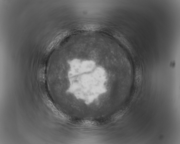 X0000115580585200912081028