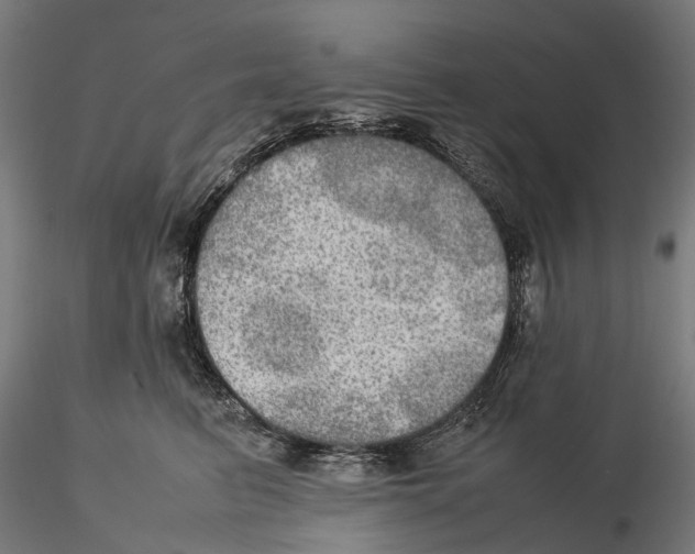 X0000115580615200912081027