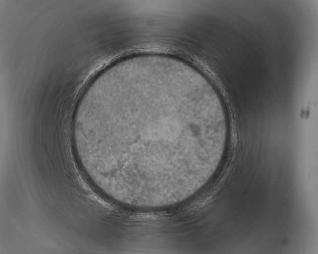 X0000115580625200912081026