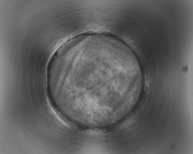 X0000115580630200912081026