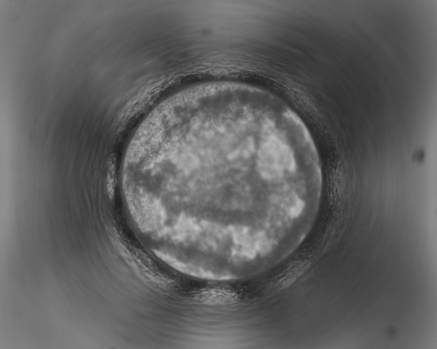 X0000115580644200912081027