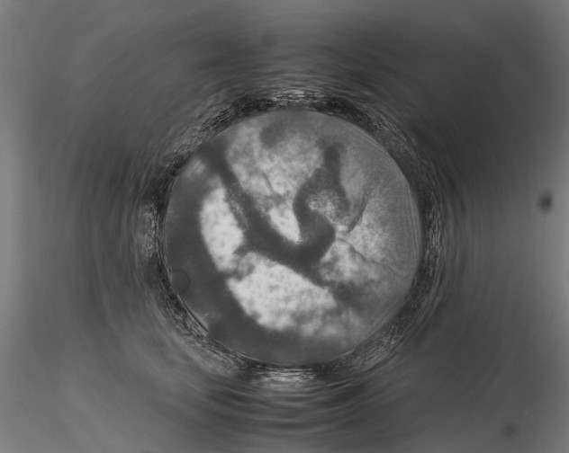 X0000115580659200912081027