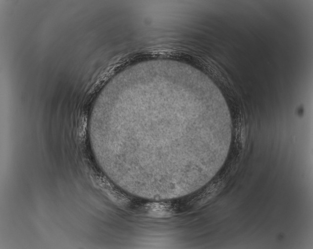 X0000115580660200912081027