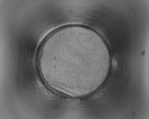 X0000115580676200912081026