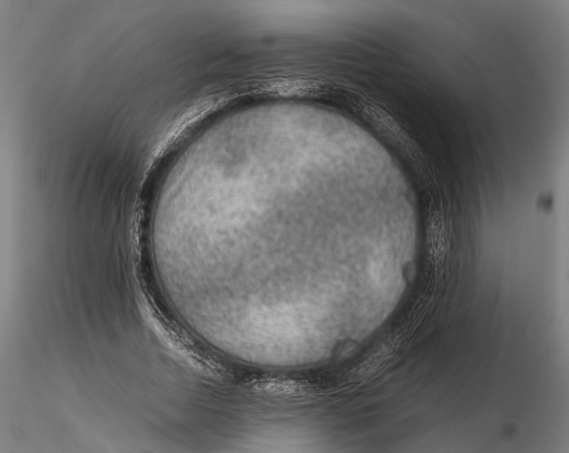 X0000115580730200912081025