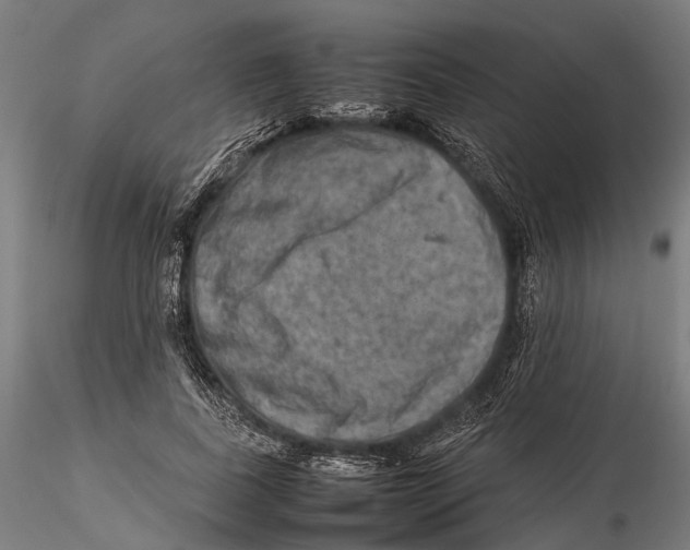 X0000115580739200912081025