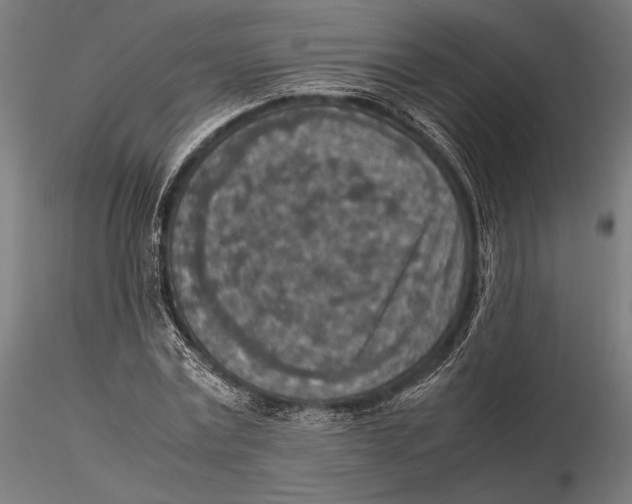 X0000115580779200912081025