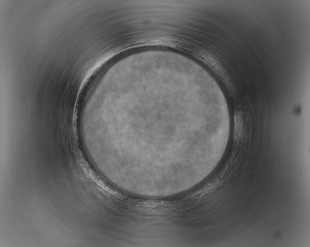 X0000115580780200912081025