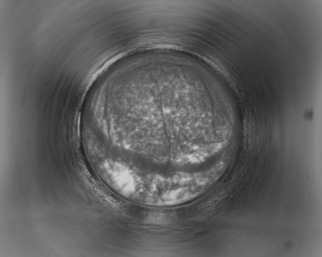 X0000115580790200912081024