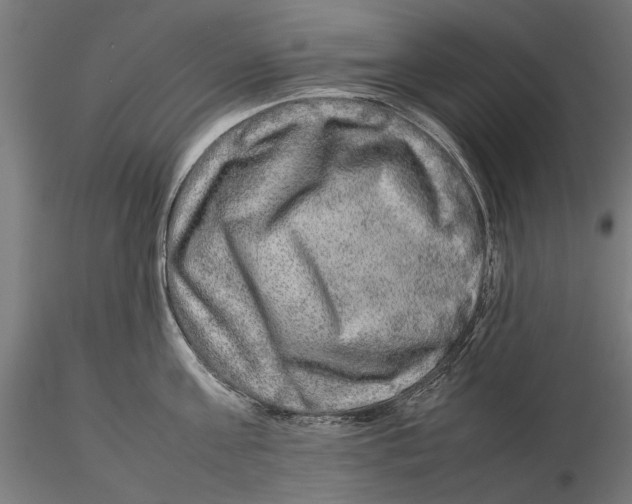 X0000115580811200912081024