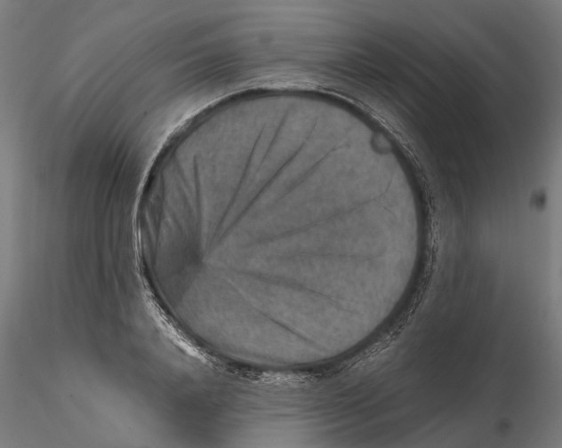 X0000115580840200912081024