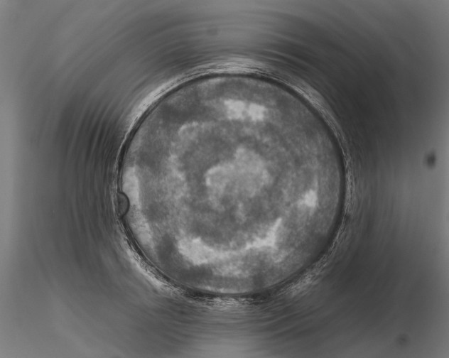 X0000115580850200912081024