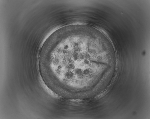 X0000115580859200912081024