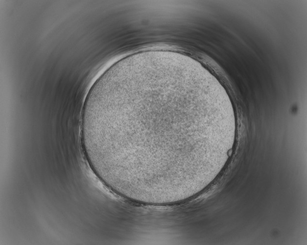 X0000115580860200912081024