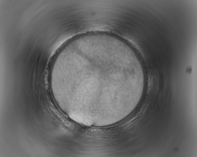 X0000115580878200912081023