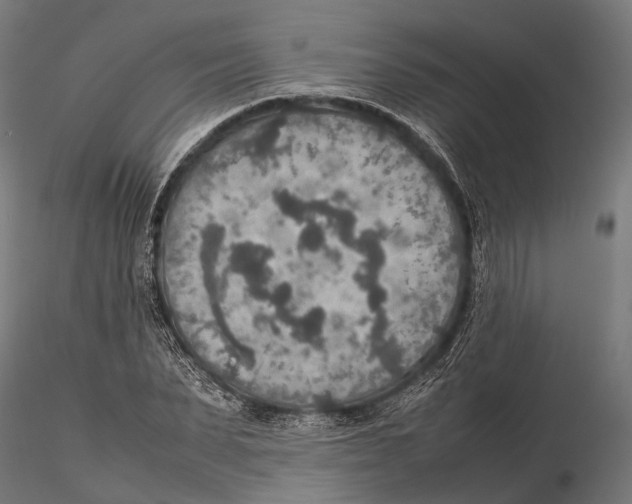 X0000115580879200912081023