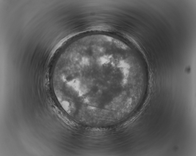 X0000115580923200912081022