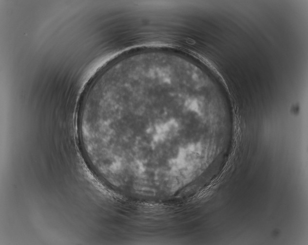 X0000115580935200912081022