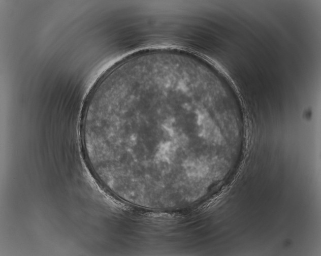 X0000115580943200912081023