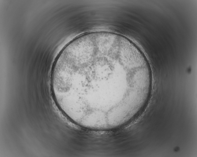 X0000115580949200912081023