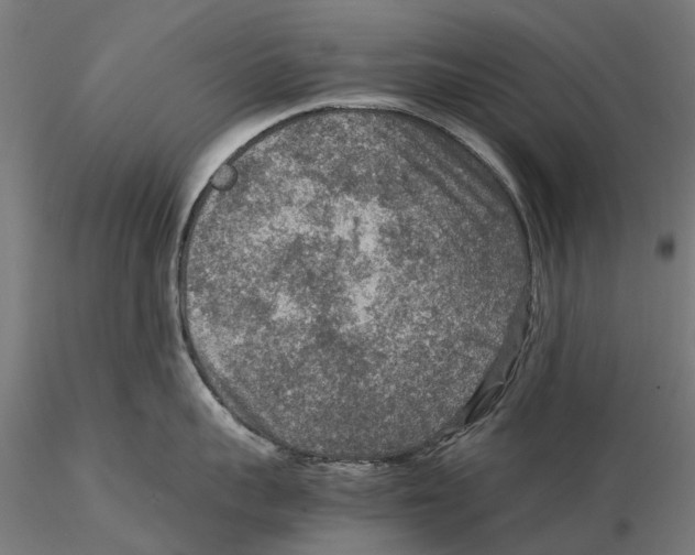 X0000115580959200912081023