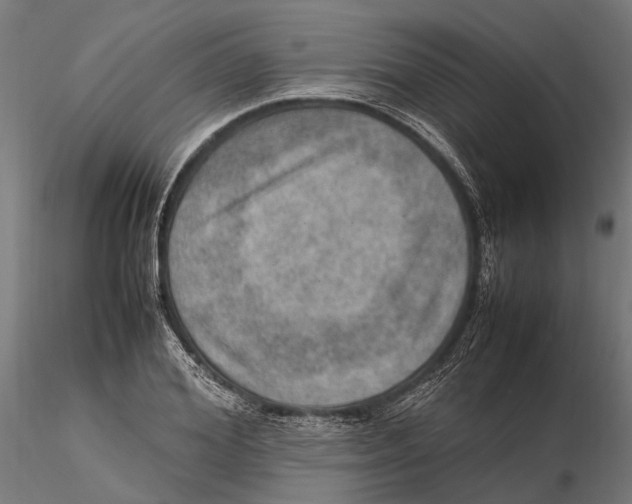 X0000115580980200912081022