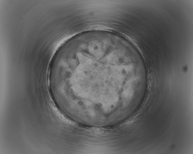 X0000115580987200912081022