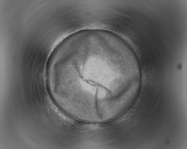 X0000115580990200912081022