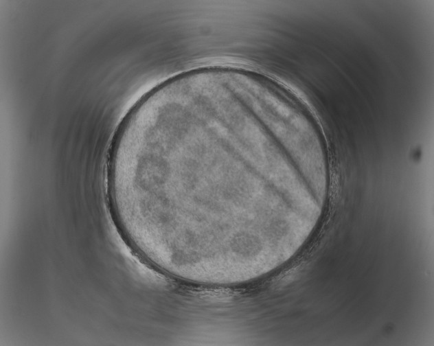 X0000115580999200912081021