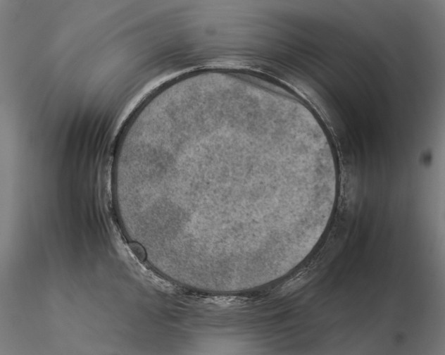 X0000115581000200912081021