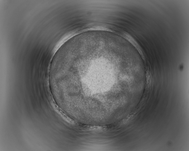 X0000115581002200912081021