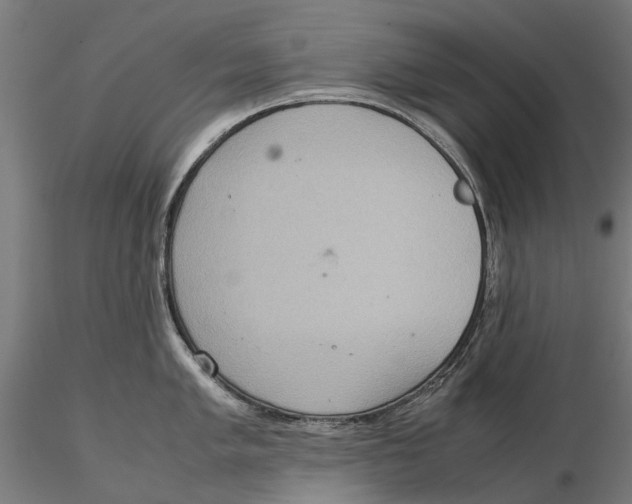 X0000115581005200912081021